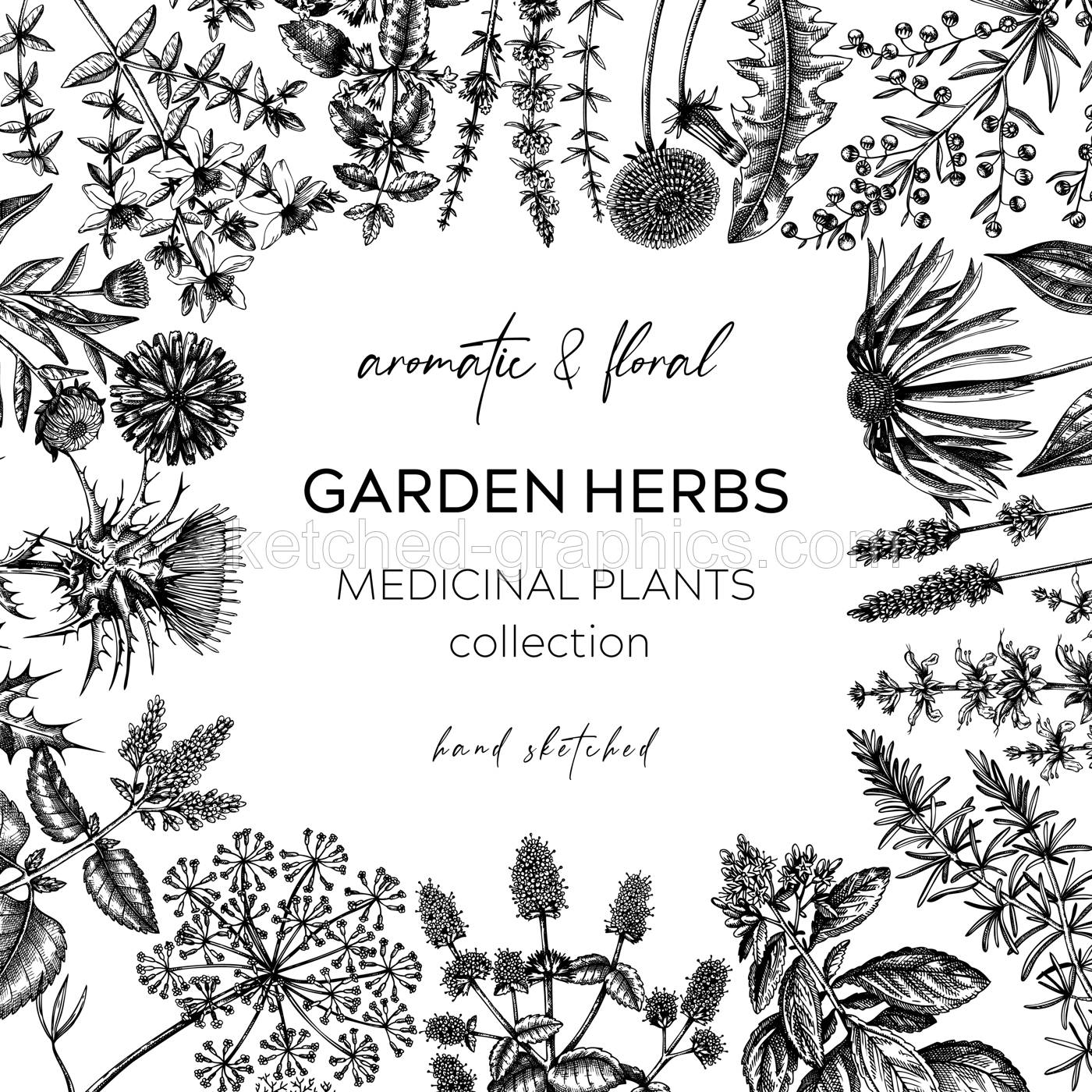 Vintage herbs border. Sketched aromatic plants frame. Botanical design. Herbal tea ingredients. Hand drawn medicinal herbs banners for stickers, label, packaging. Floral outlies background Illustration